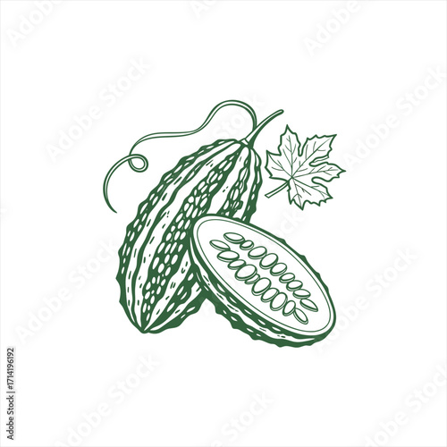 Bitter melon gourd vegetable line art illustration