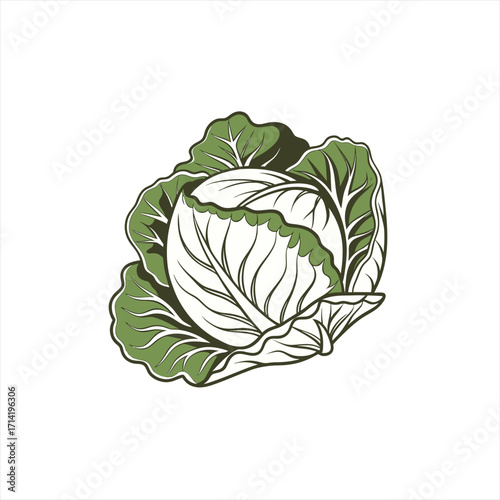 Stylized illustration of a fresh green cabbage head