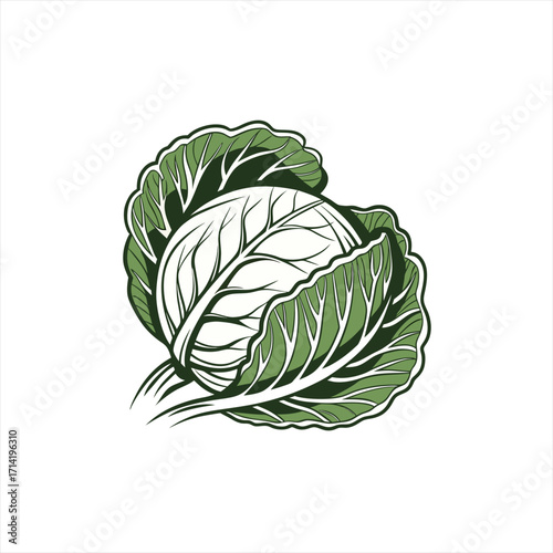 Stylized illustration of a fresh green cabbage head