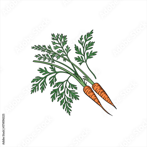 Freshly harvested carrots with green tops illustration
