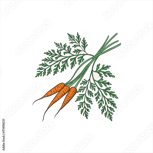 Three fresh carrots with green leaves on a white background