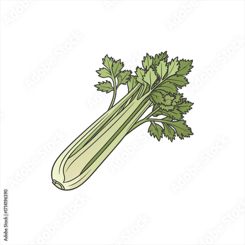 Fresh celery stalk with green leaves isolated on white background