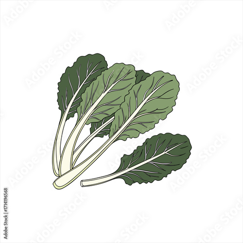 Illustration of fresh green swiss chard leaves with white stems