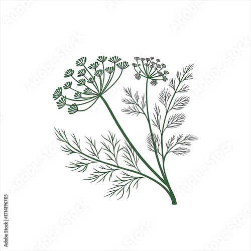 Illustration of a dill plant with feathery leaves and flower heads