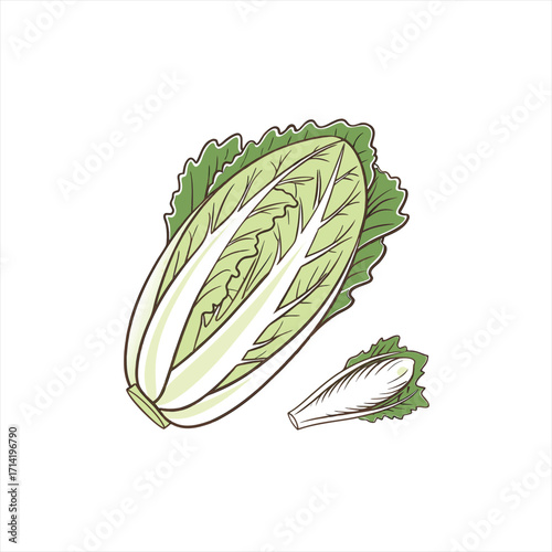 Illustration of a whole napa cabbage and a single leaf