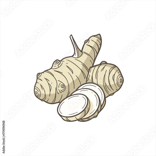 Fresh ginger root and slices illustration