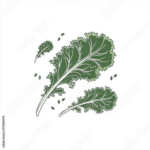 Green kale leaves with veins and seeds on white background