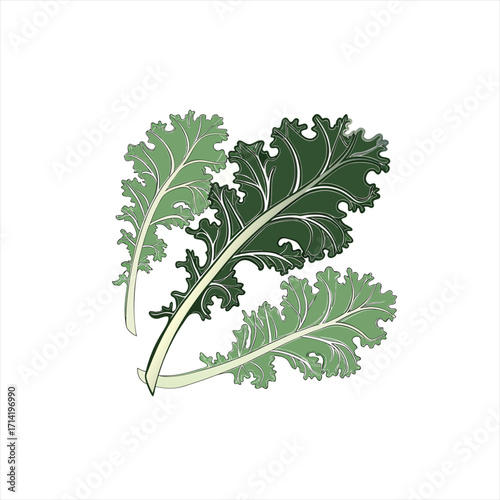 Illustration of three green kale leaves on a white background