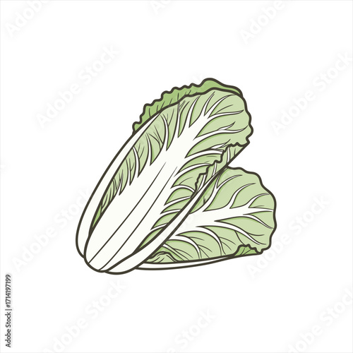 Illustration of two fresh napa cabbages isolated on white background
