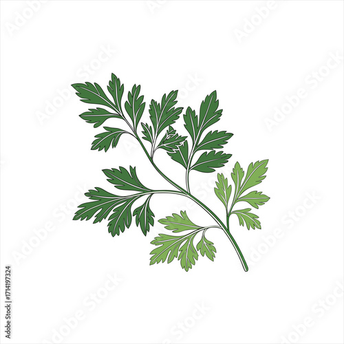 Green parsley sprig with detailed leaves on a white background