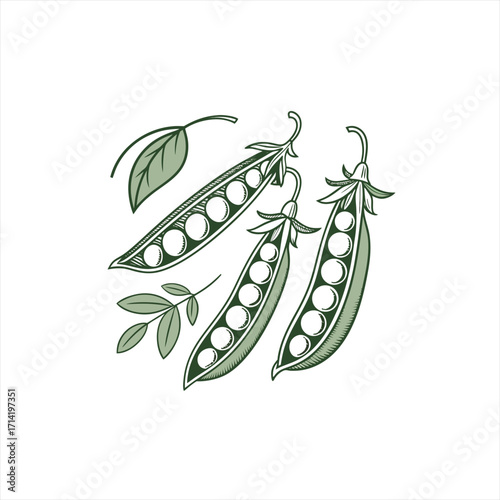Three fresh green pea pods with leaves on a white background