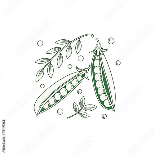 Stylized illustration of fresh green pea pods and leaves on a white background