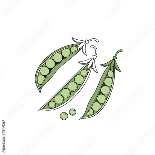 Three open pea pods with peas and loose peas illustration