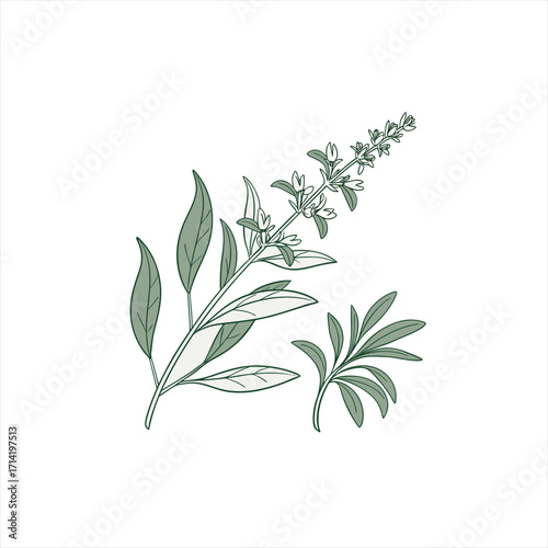 Stylized illustration of a sage plant with leaves and flowers