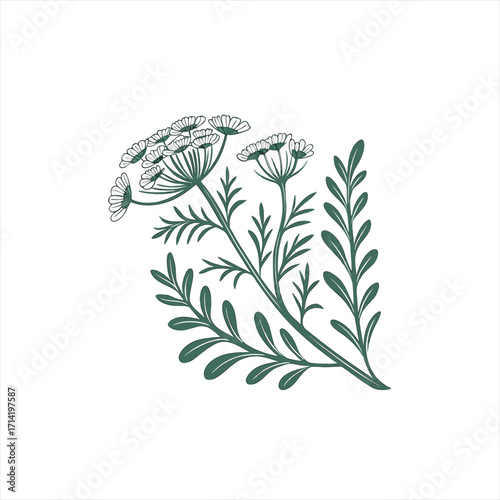 Delicate green dill or fennel herb illustration on white background