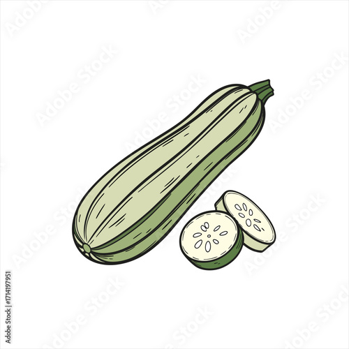 Hand drawn illustration of a whole zucchini and two slices on a white background
