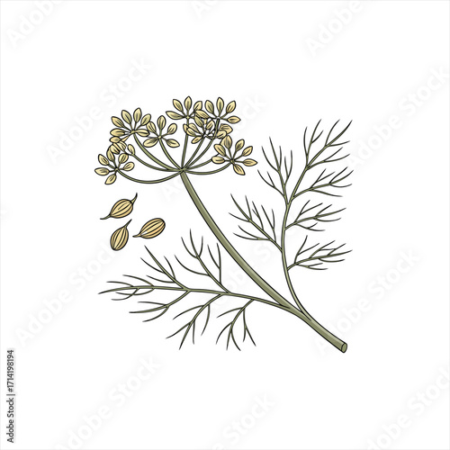 Illustration of a dill plant with seeds and feathery leaves