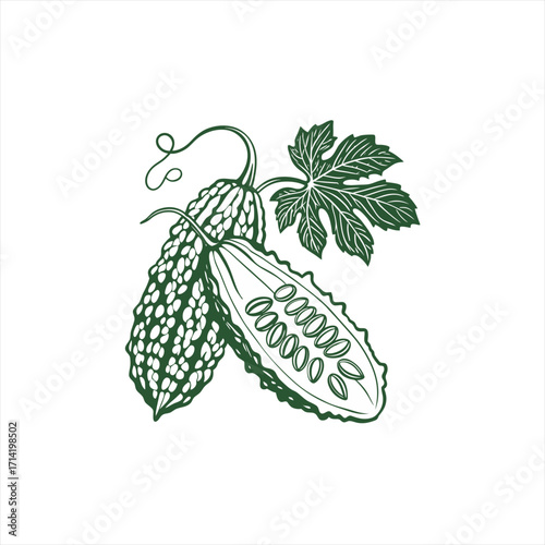 Bitter melon fruit and leaf illustration