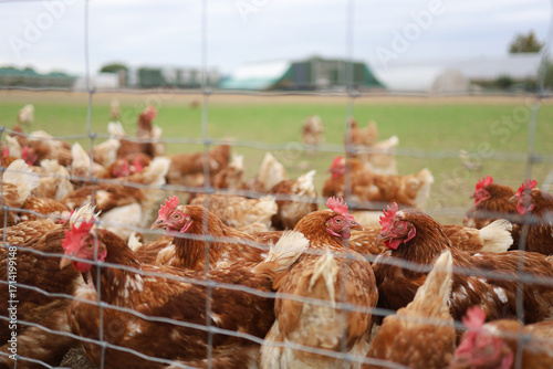 many chickens behind the fence