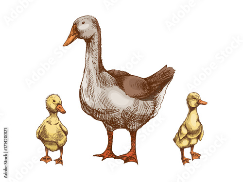 Hand drawn vintage farm sketch of goose with two gosling  baby birds in rustic countryside retro style vector illustration