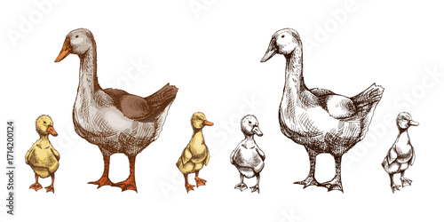 Hand drawn vintage sketch of goose with gosling and duckling baby birds in rustic farm retro style vector illustration