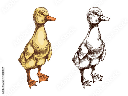 Hand drawn vintage farm sketch of baby duckling, gosling  bird standing with detailed feathers in rustic countryside vector illustration