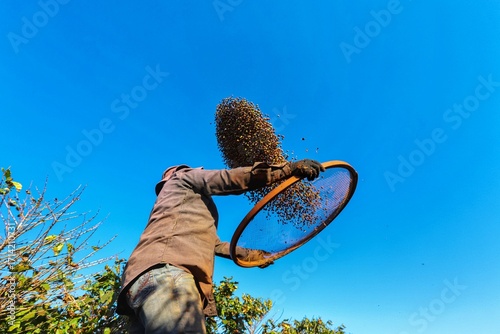 Coffee farmer winnowing beans under blue sky — traditional harvest, sustainable agriculture, artisanal coffee production in rural Brazil