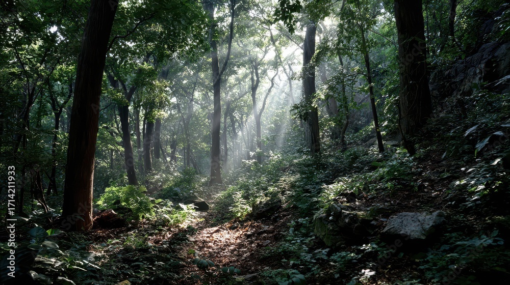 Fototapeta premium Forest path with sunbeams