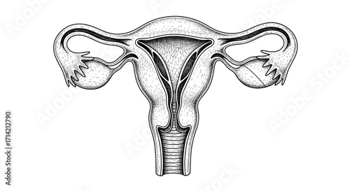Anatomical illustration of the female reproductive system uterus ovaries fallopian tubes.