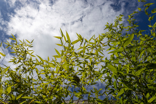 Top of golden bamboo against cloudy sky