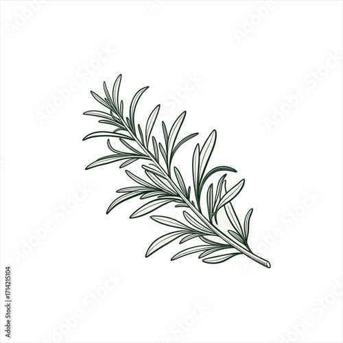 Hand drawn illustration of a fresh rosemary sprig on a white background