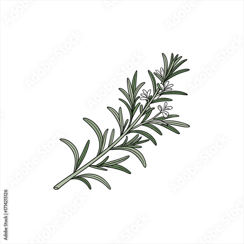 Illustration of a fresh rosemary sprig with small white flowers