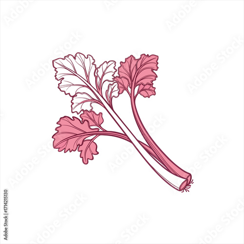 Stylized illustration of pink rhubarb stalks and leaves on a white background