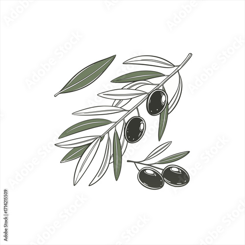 Stylized illustration of an olive branch with dark olives and green leaves