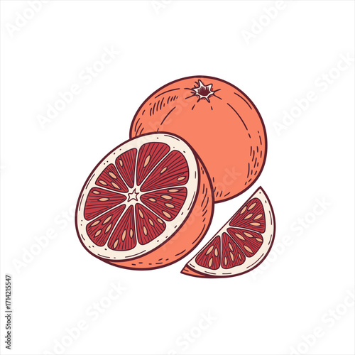 Hand drawn illustration of a whole grapefruit a halved grapefruit and a slice