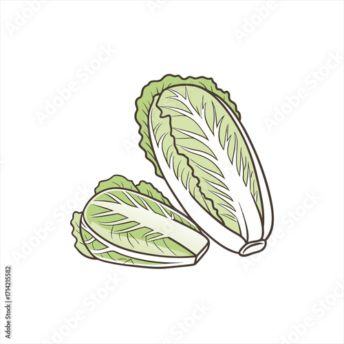 Two fresh napa cabbage vegetables isolated on white background