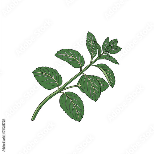 Illustration of a fresh green mint plant stem with leaves