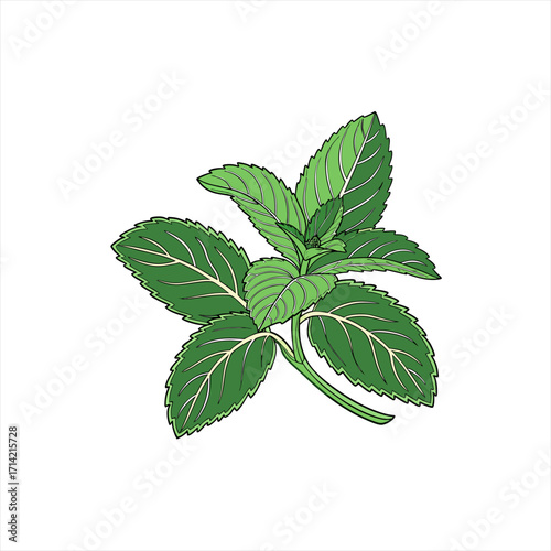 Illustration of a fresh green mint plant with detailed leaves