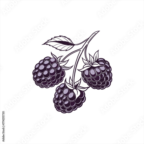Stylized illustration of three ripe blackberries on a branch with leaves
