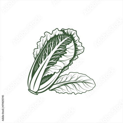 Hand drawn illustration of a chinese cabbage with leaves