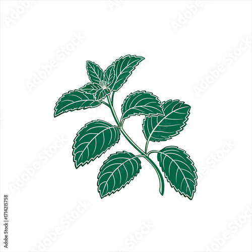 Stylized illustration of a fresh green mint plant with detailed veins