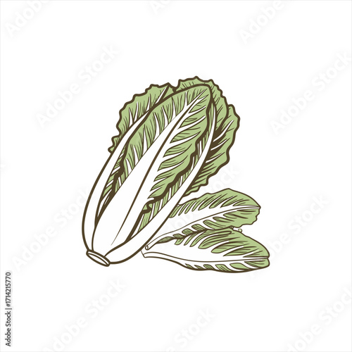 Hand drawn illustration of fresh chinese cabbage on a white background