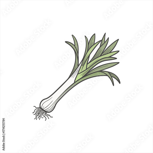 Hand drawn illustration of a single leek vegetable with roots and green leaves