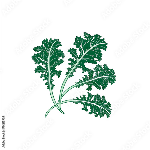 Illustration of fresh green kale leaves on a white background