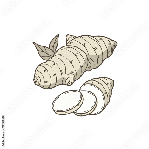 Hand drawn illustration of fresh ginger root and slices with leaves