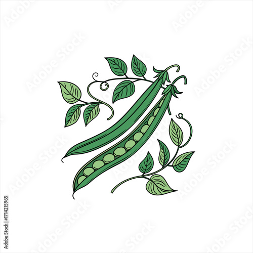 Green pea pods with leaves and tendrils on a white background