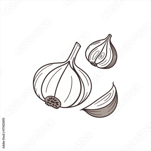 Hand drawn illustration of garlic bulbs and cloves on a white background