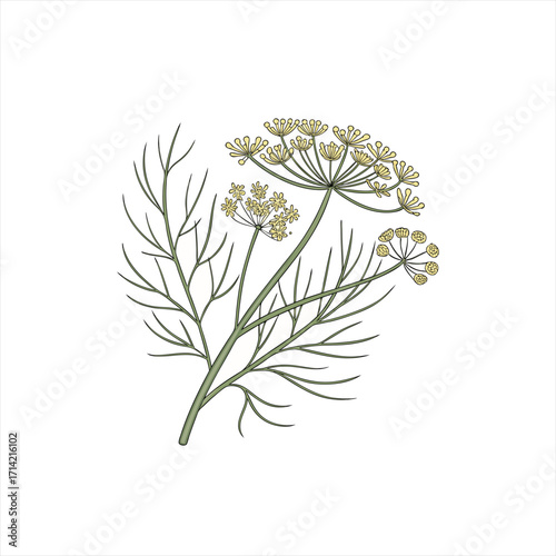 Illustration of a dill plant with delicate yellow flowers and feathery leaves