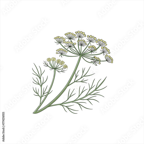 Illustration of a dill plant with feathery leaves and yellow flowers