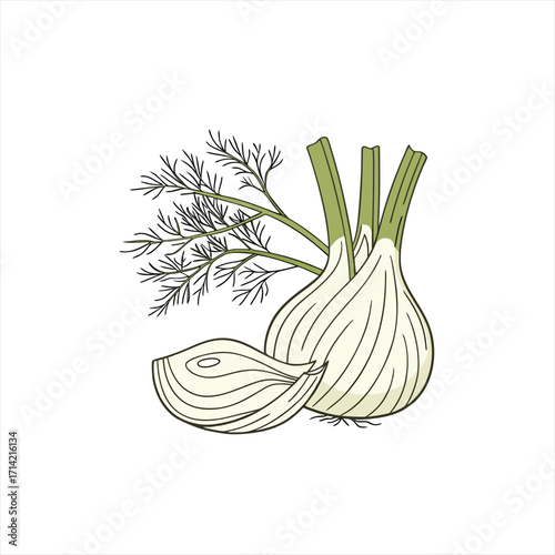 Illustration of a whole fennel bulb with a slice and feathery green fronds